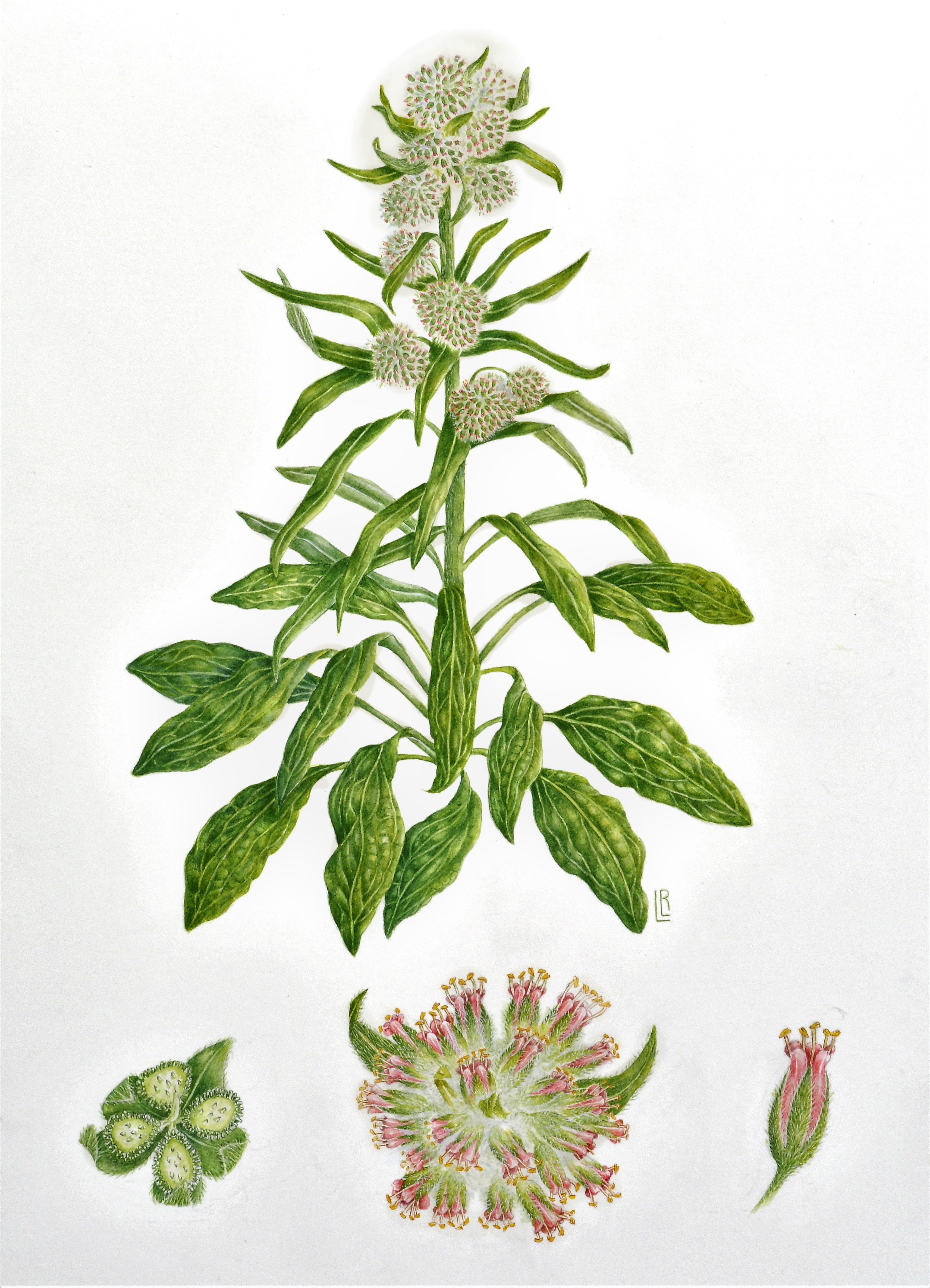 Solenanthus apenninus